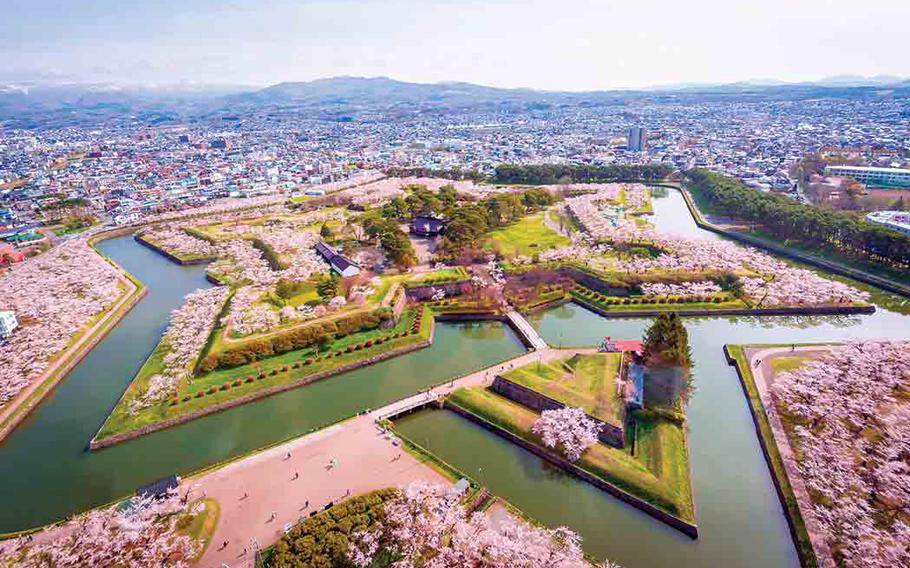 Many cherry blossom trees blooming at Goryokaku