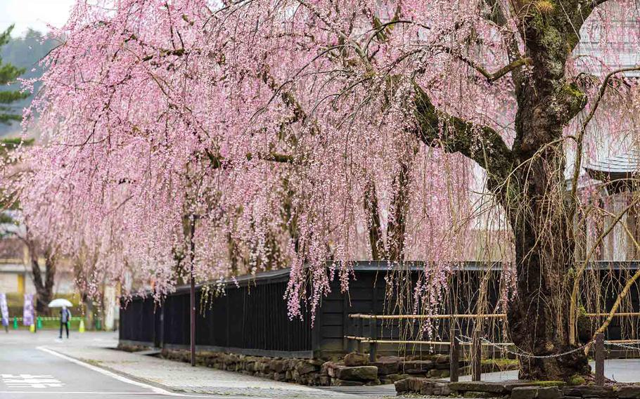 Shidarezakura (weeping cherry) tree at Bukeyashiki in Kakunodate
