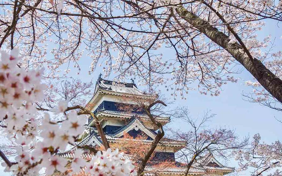 Cherry blossom trees in front of Matsumoto Castle.