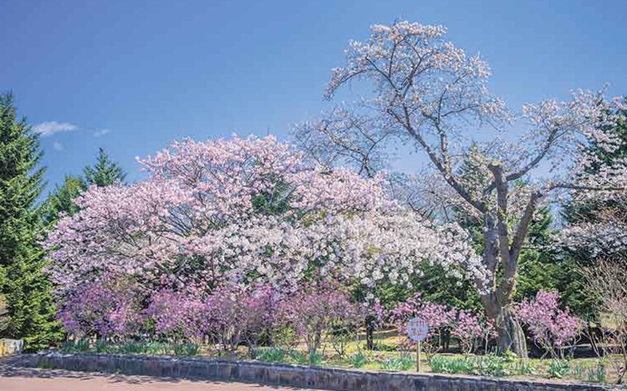 Cherry blossoms are visible in Oniushi Park.