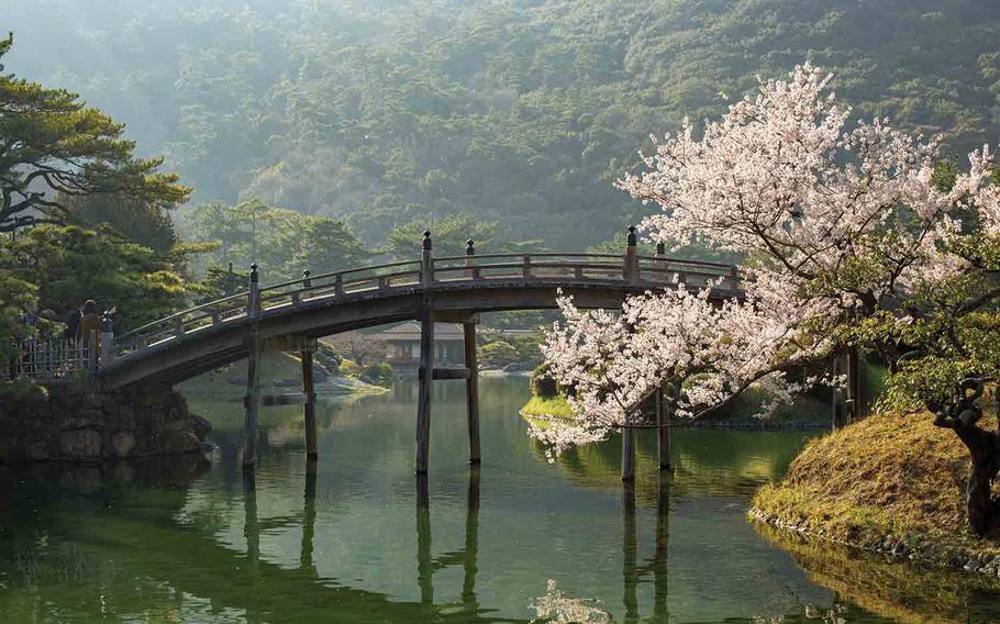 A cherry blossom tree over the pond, a bridge over the pond in the background.