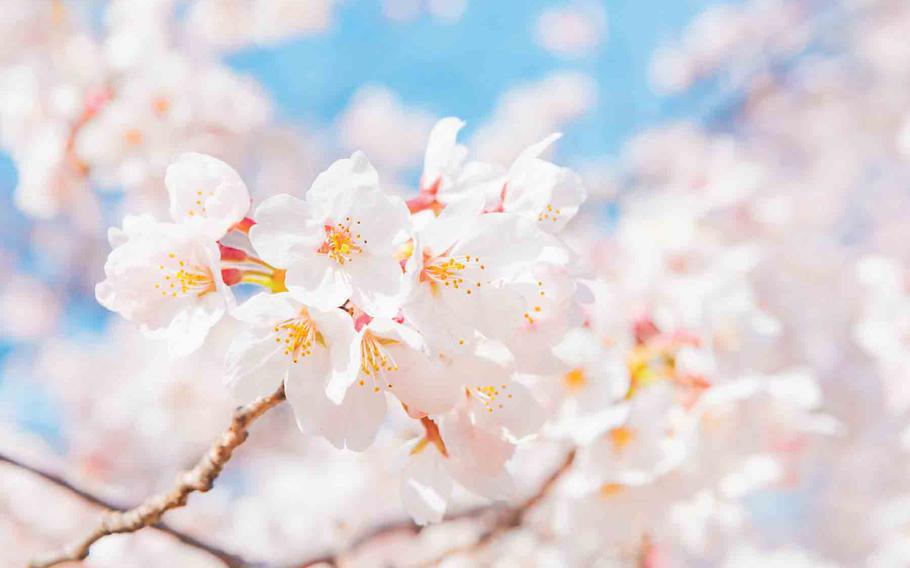 Sakura
