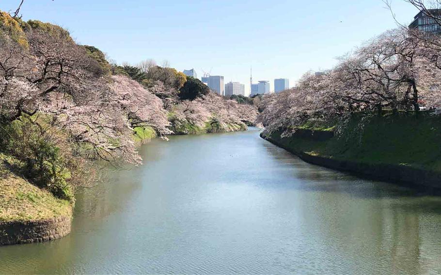 Chidorigafuchi-imperial palace’s moat and cherry blossom trees
