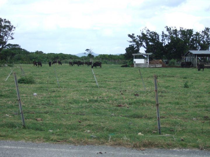 Taketomi island cows grazing, Yaeyama islands, Japan