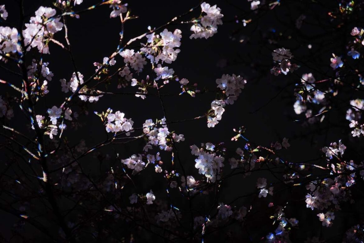 Floating Resonating Lamps on Oike Lake - Ambiguous Cherry Blossom at teamLab Botanical Garden Osaka