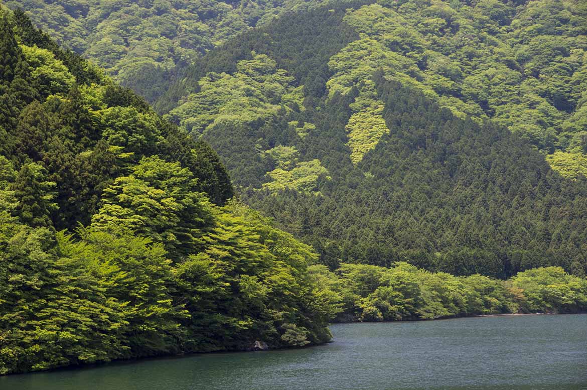 The forests of Hakone conceal numerous hidden temples