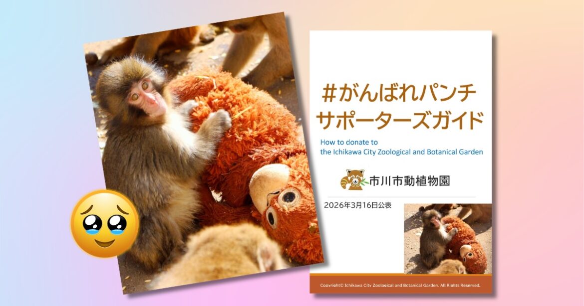 How to donate to monkey Punch as zoo opens official donations