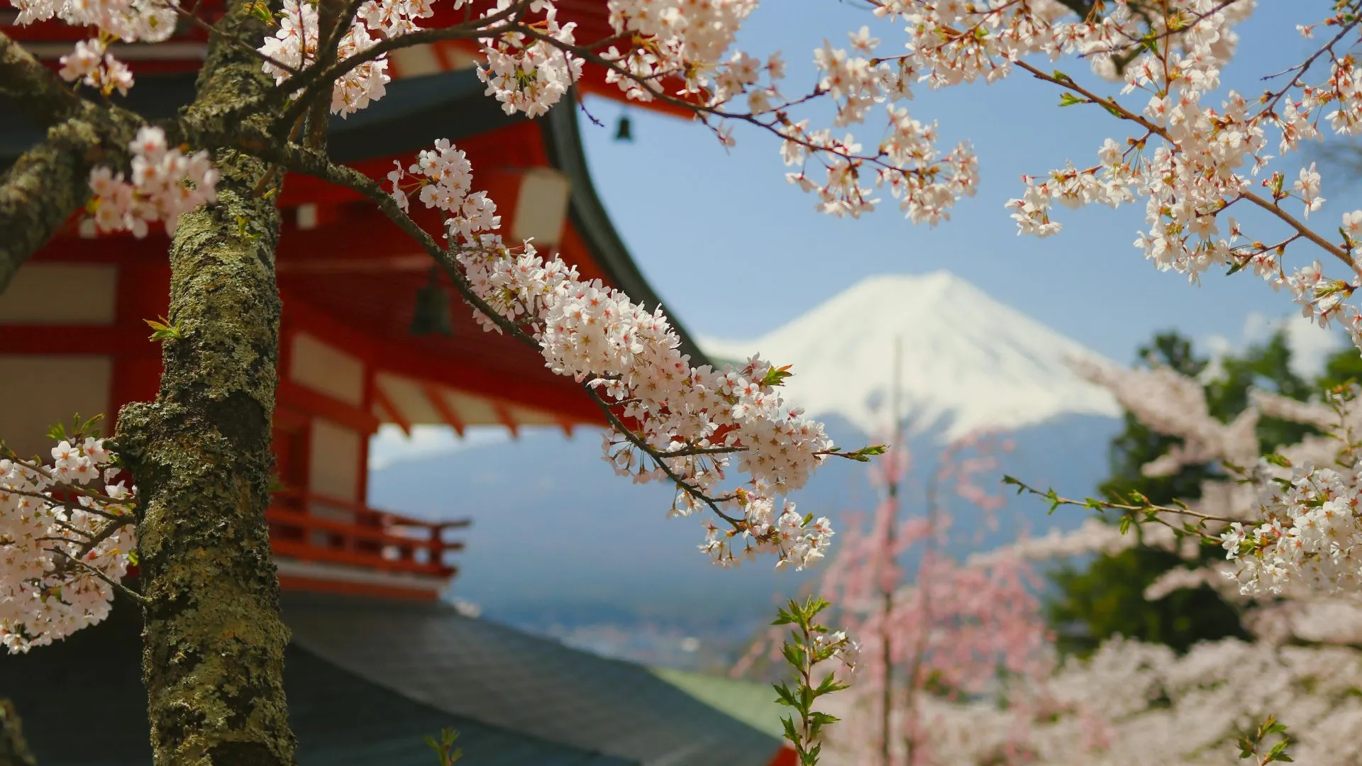 Mount Fuji cherry blossom festival