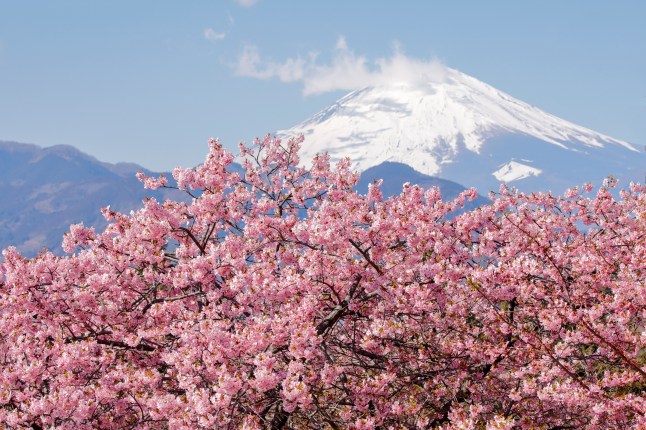 Horizontal composition of Kawadu cherry blossoms and Mount Fuji in Japan.
