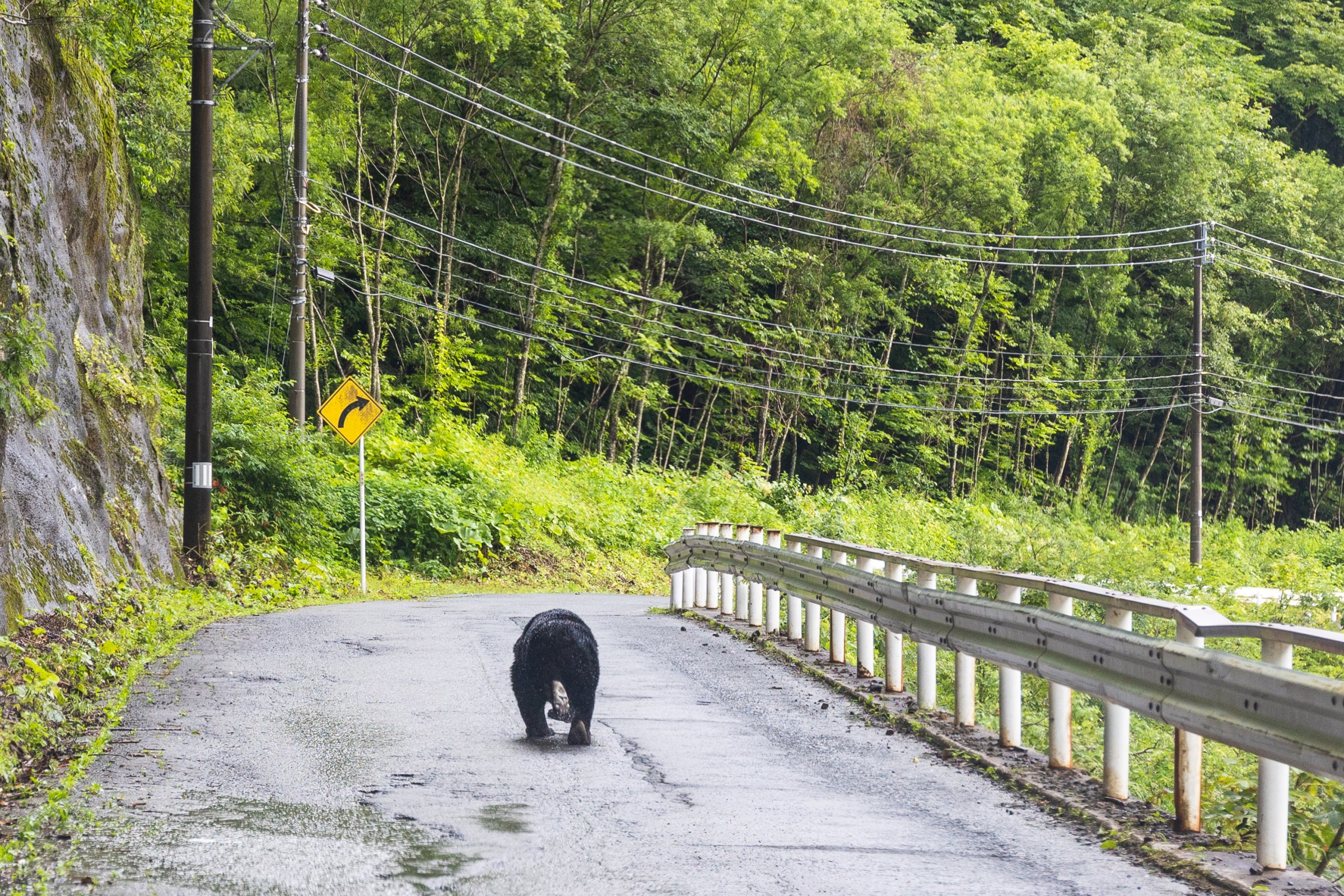 A black bear walks along a rural mountain road in Shizukuishi, Iwate Prefecture.