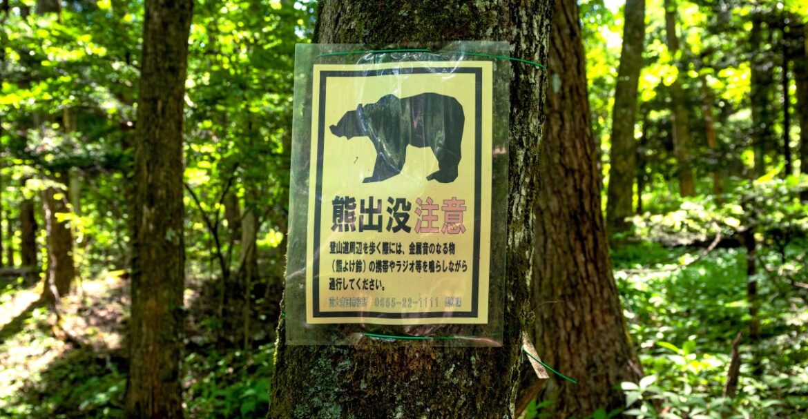 Traveling to Japan? Bear attacks are rising — and here’s why.