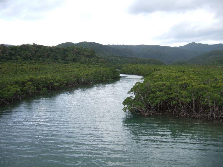 River in Iriomote, Yaeyama islands, Japan