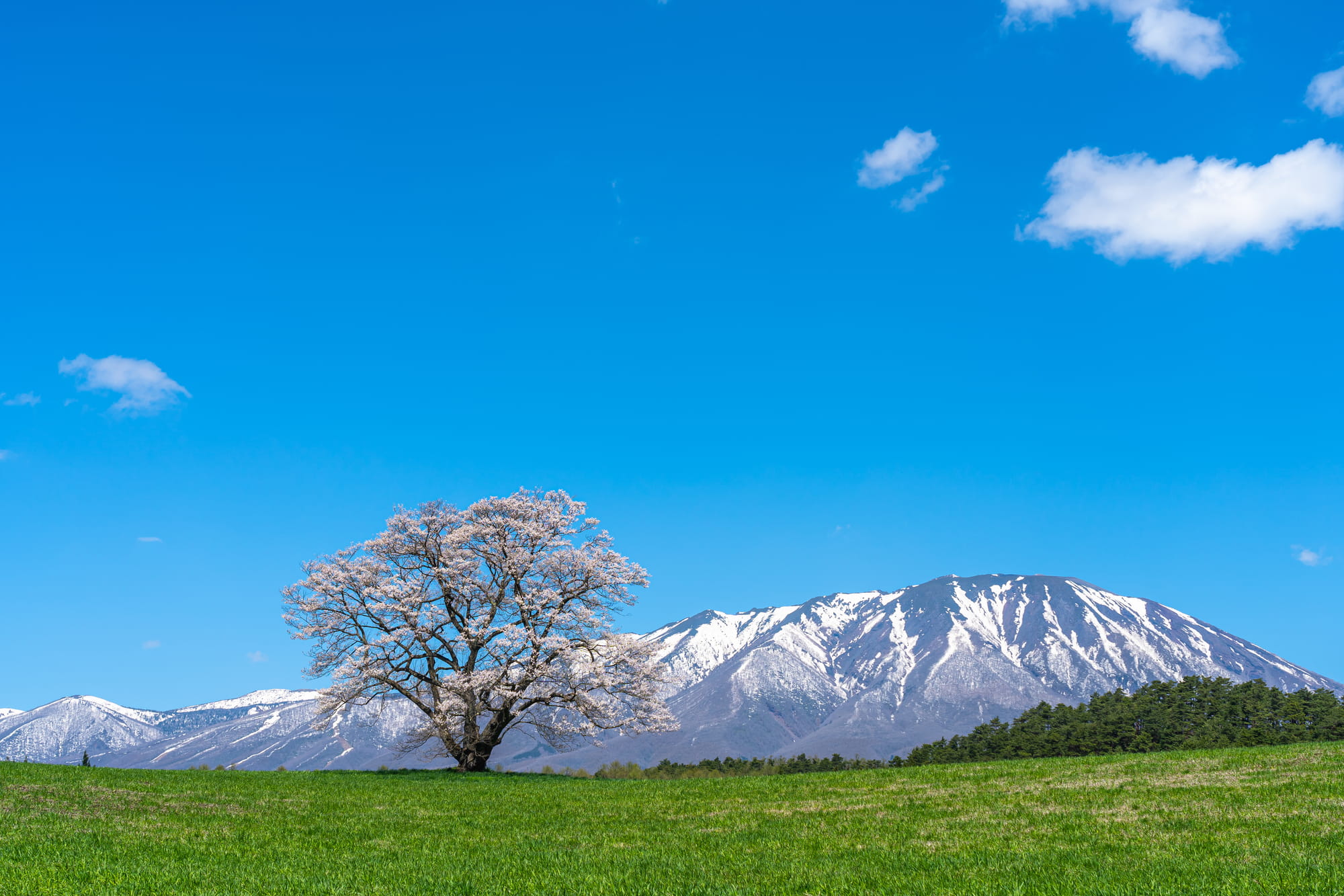 Koiwai Farm Ipponzakura (Single Cherry Tree)