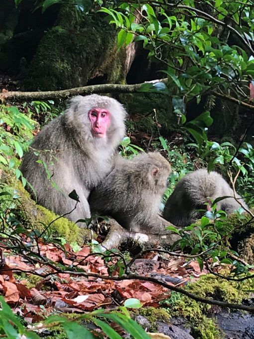 Monkeys in Shiratani forest, Yakushima, Japan