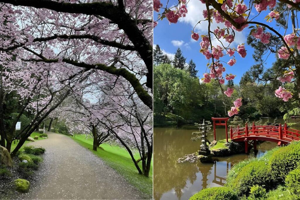 “It’s like being in Kyoto”: 2.5 hours from Paris, this magnificent 12-hectare Japanese garden is the largest in Europe! And it’s the perfect season to enjoy the cherry blossoms.