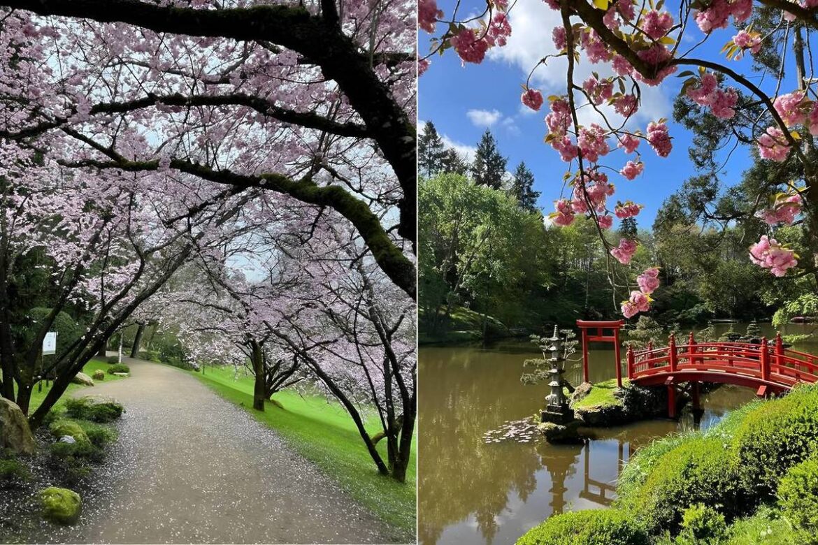 2.5 hours from Paris, this magnificent 12-hectare Japanese garden is the largest in Europe! And it’s the perfect season to enjoy the cherry blossoms. 2.5 hours from Paris, this magnificent 12-hectare Japanese garden is the largest in Europe! And it's the perfect season to enjoy the cherry blossoms.