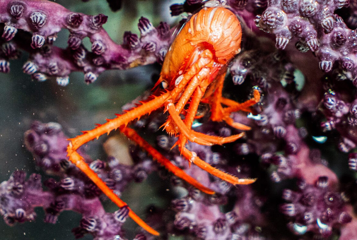 Five-fold biodiversity increase recorded at Japan's Nankai Trough