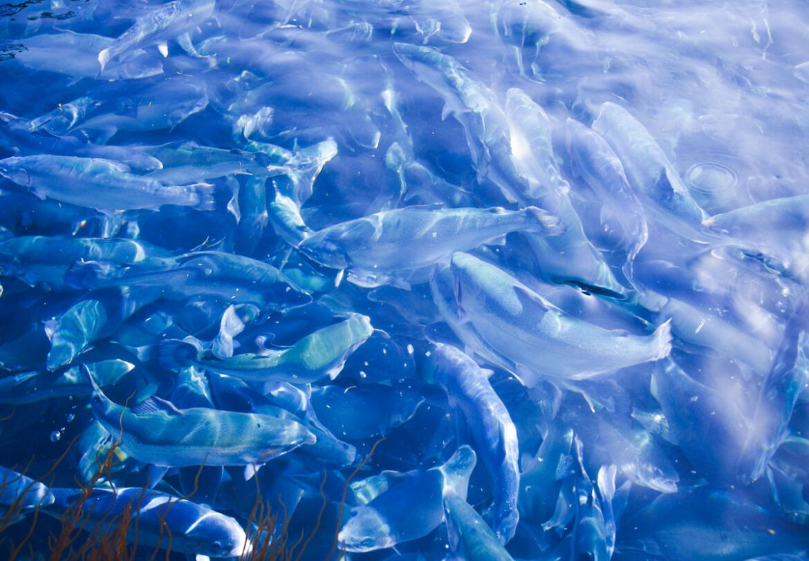 Fish Farmer - News - Japanese company expands aquaculture business into Netherlands
