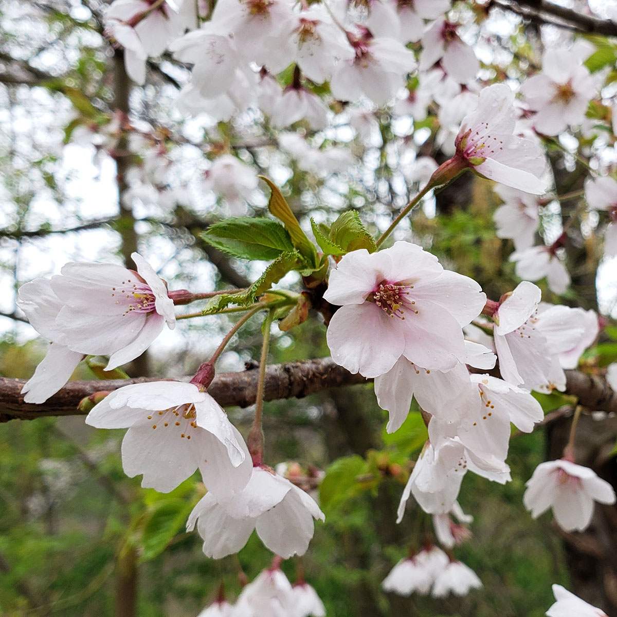 How to experience Japan in Toronto