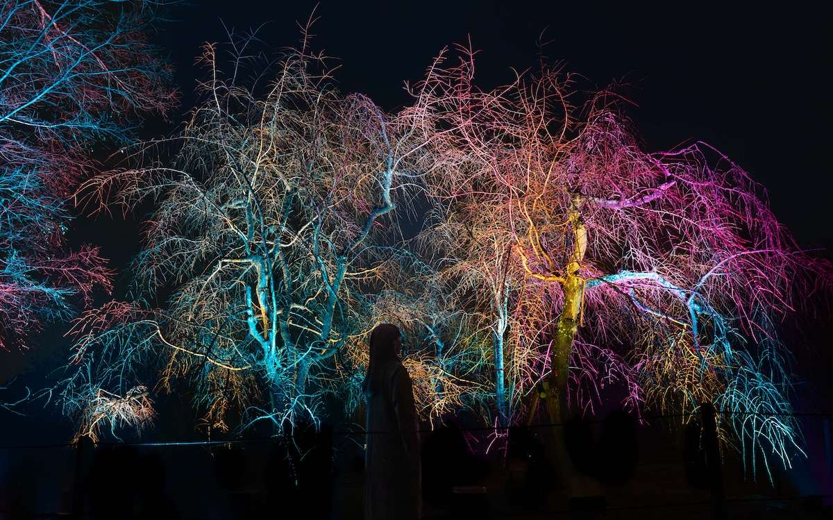 Resonating Trees - Weeping Cherry at teamLab Botanical Garden Osaka
