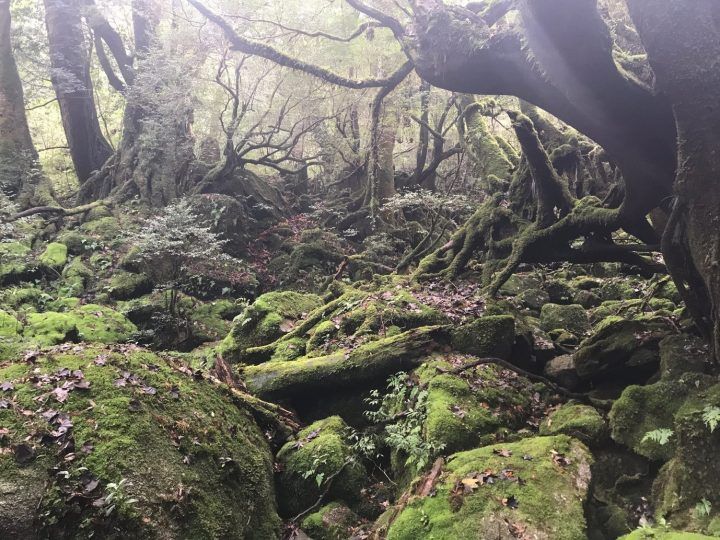 Shiratani forest, Yakushima, Japan