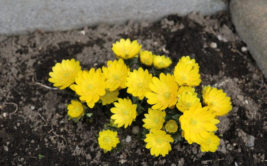 Far East Amur adonis blooms.