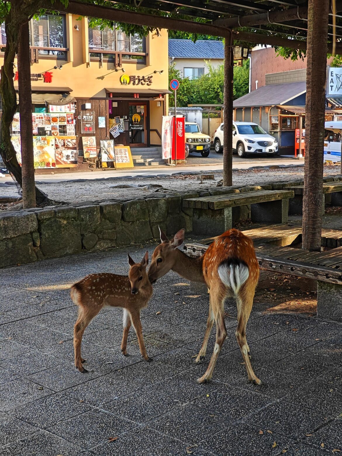 Deers at Miyajima Island
