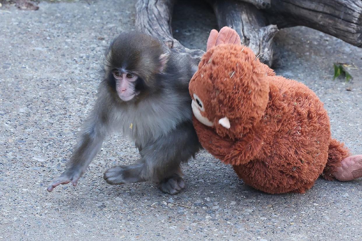 Seven-month-old Punch, who was abandoned by his mother shortly after birth, spending time with a stuffed orangutan toy at Ichikawa City Zoo and Botanical GardensCredit: JIJI PRESS / AFP via Getty