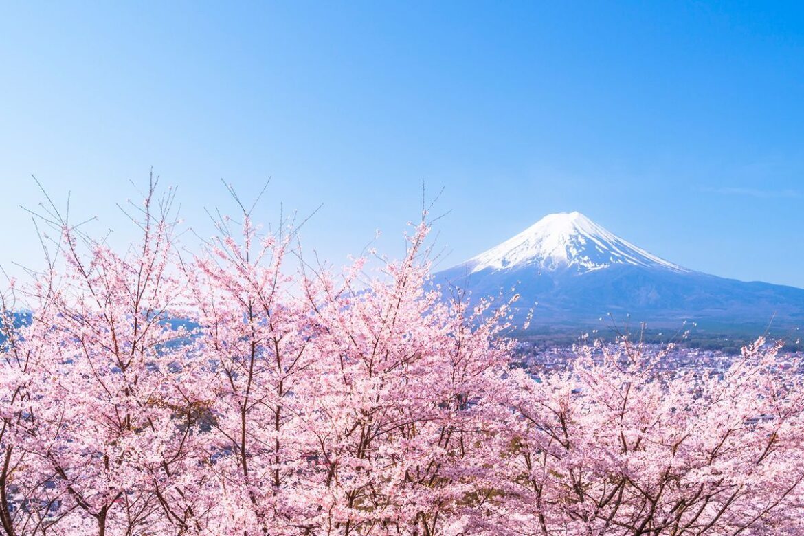 Japanese city scraps Mount Fuji cherry blossom festival over tourist chaos - Travel News