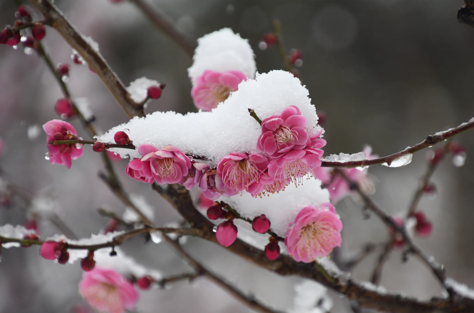 plum and cherry blossoms guide japan