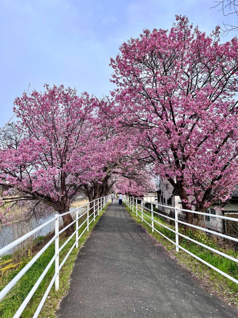 Happy Spring in Yamanashi 🌸