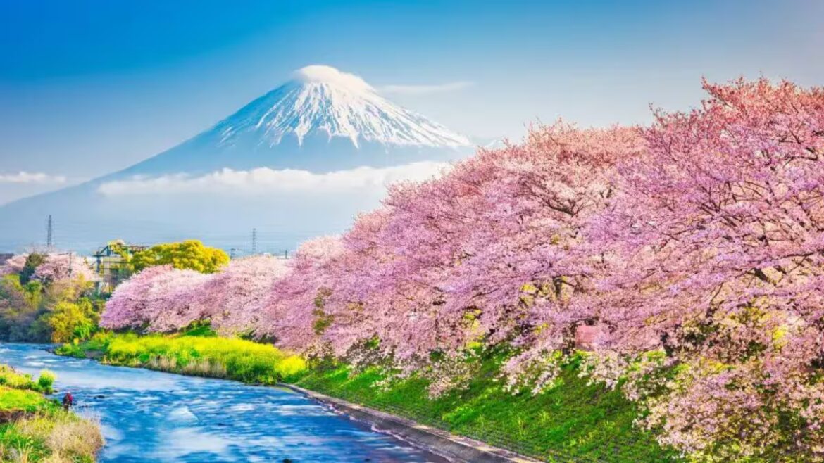 Why Japan And South Korea Are Dominating Spring Travel Plans For Indians In 2026 | Travel News New Zealand vs South Africa Live Cricket Score, 2nd T20I: Stay updated with NZ vs SA Ball by Ball Match Updates and Live Scorecard from Hamilton. (Picture Credit: X@ICC)
