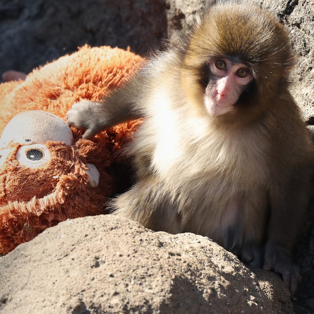 Japan's Ichikawa City Zoo Denies