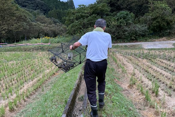 Crab hunting at Kawachin-chi.
