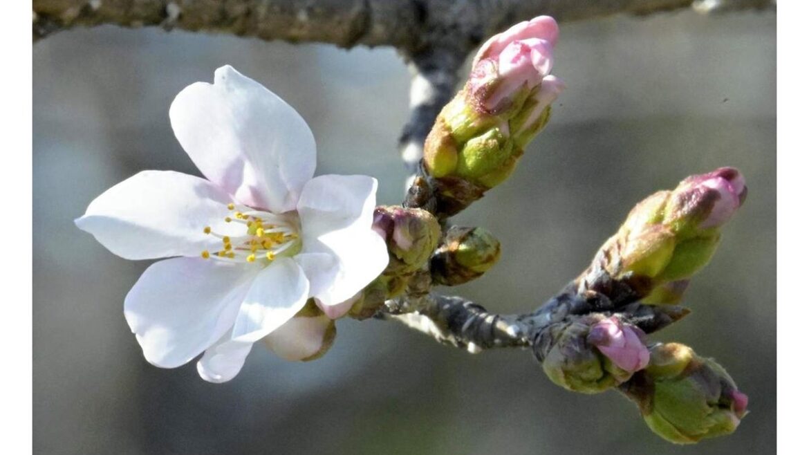 Kyoto Sees Cherry Blossoms Bloom First in Kinki Region
