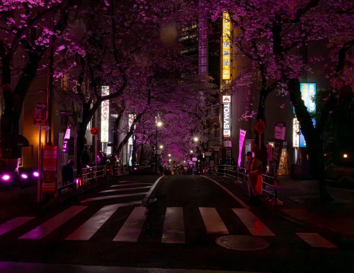 Sekurazaka Street Cherry Blossoms