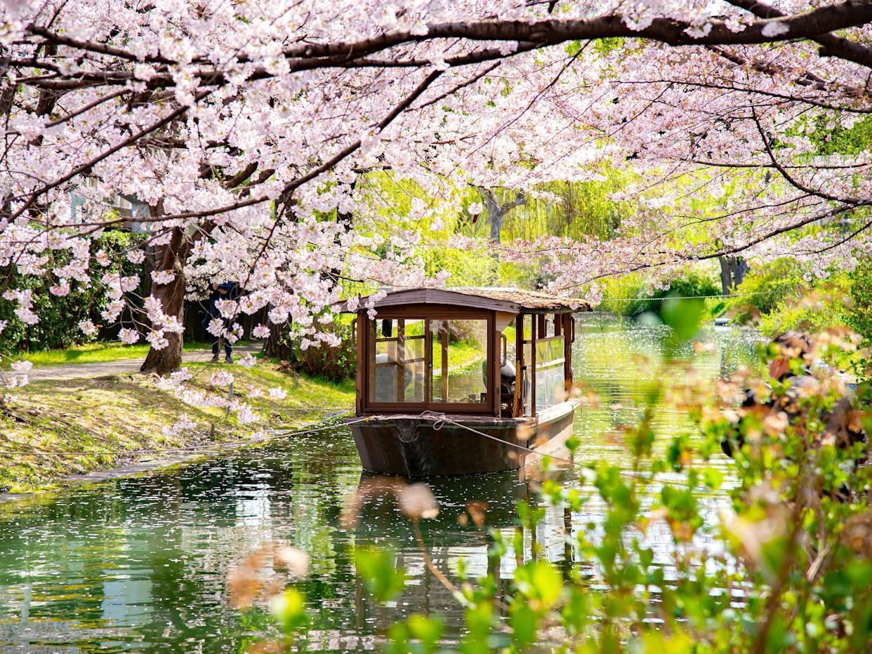 Sakura season in Kyoto