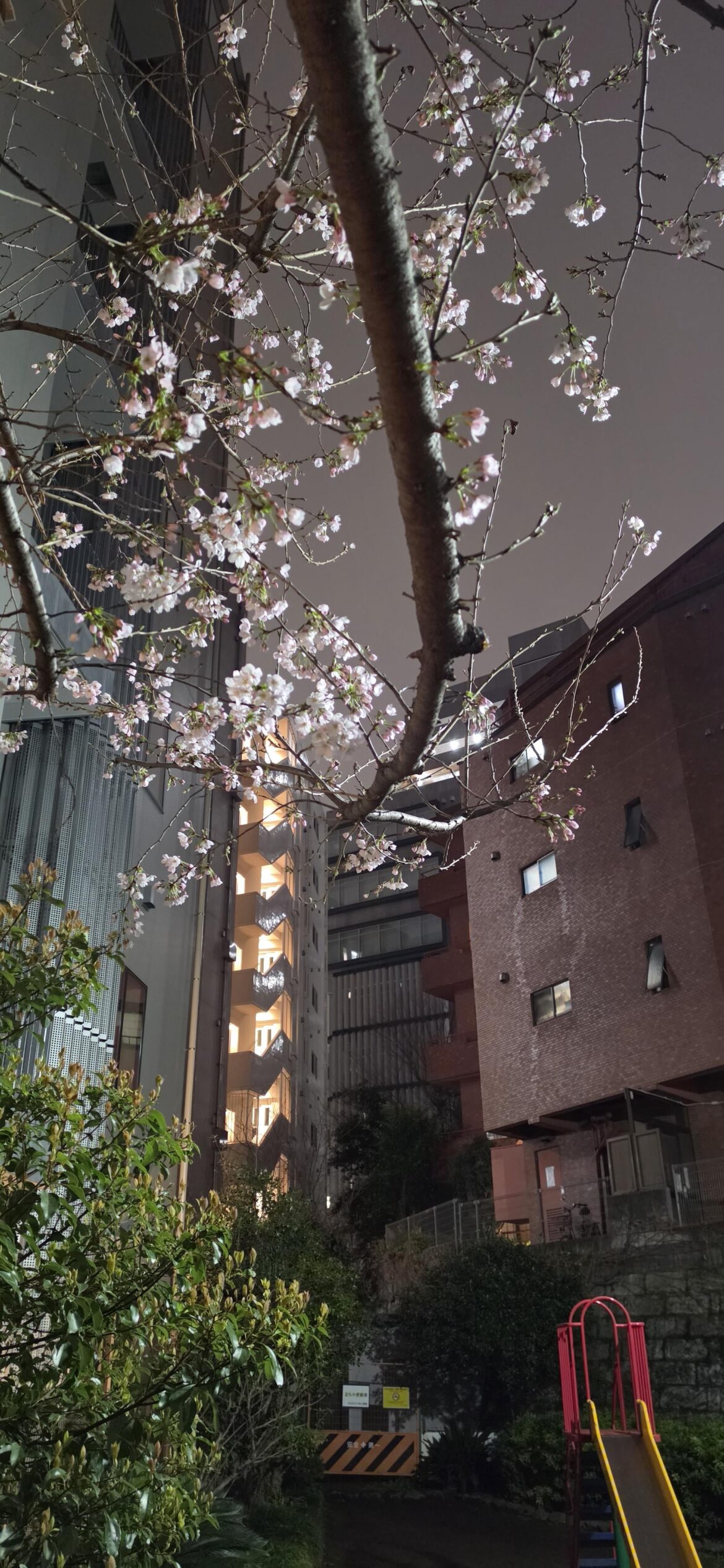 Spring has arrived in Tokyo.