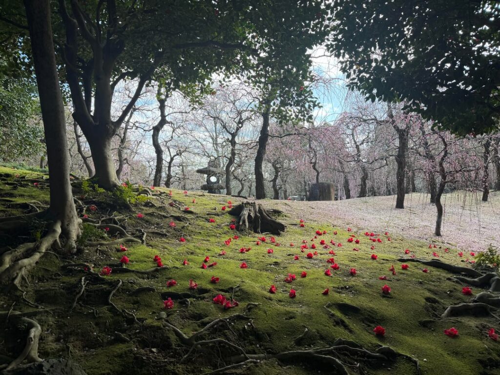 [OC] 2.5 Day Layover in Kyoto, March 8-10, 2026