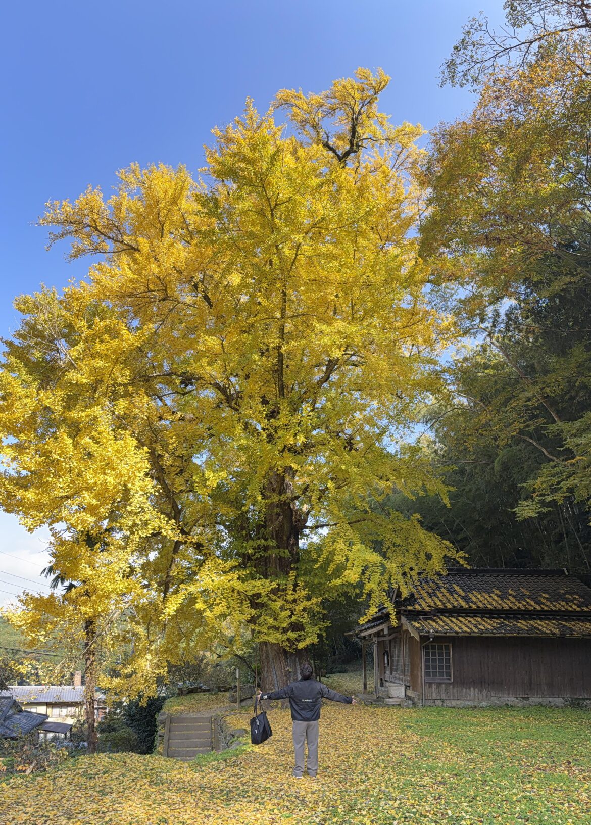 Ginkgo tree in rural Kyushu