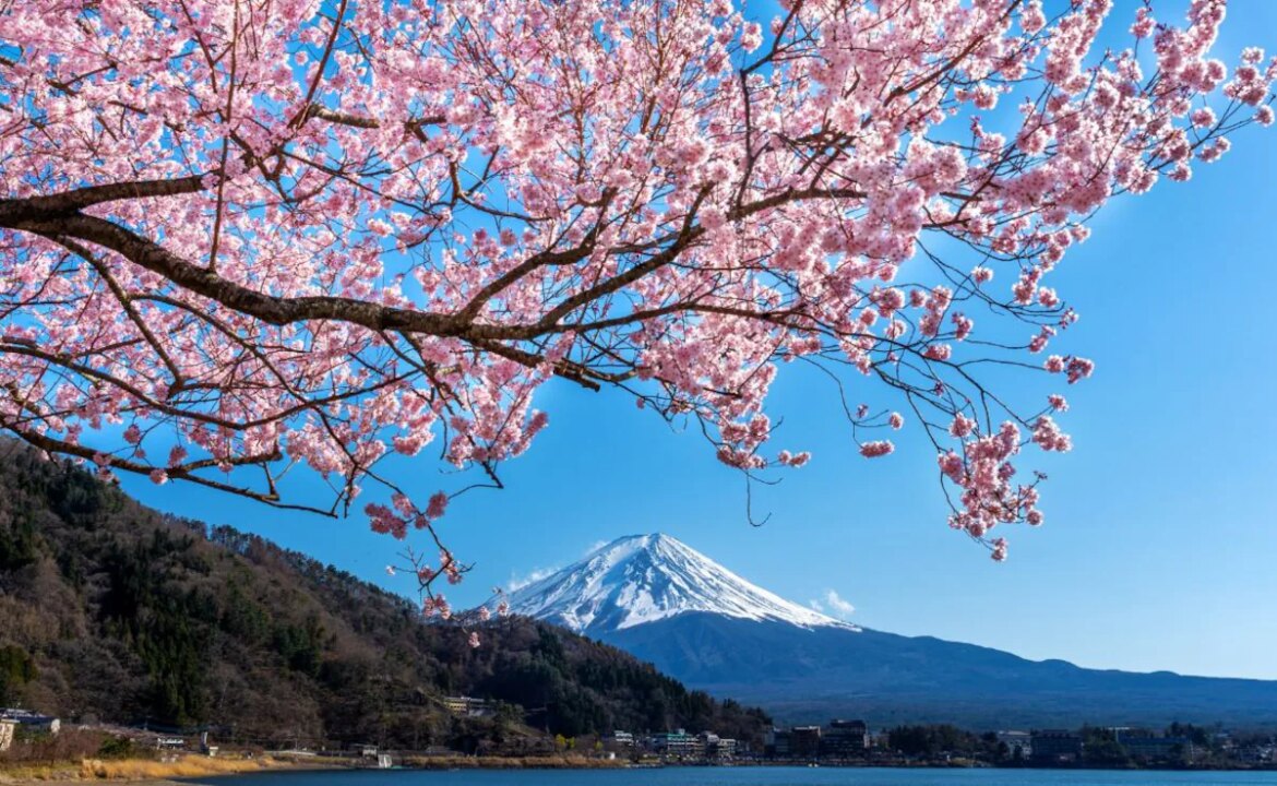 Japan's Cherry Blossoms Are Blooming Five Days Early. Here Is Why You Should Book Right Now