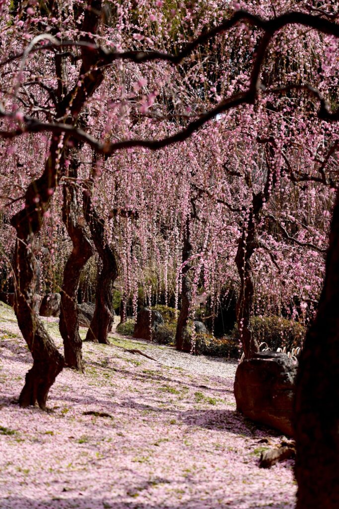 Jonangu Shrine today