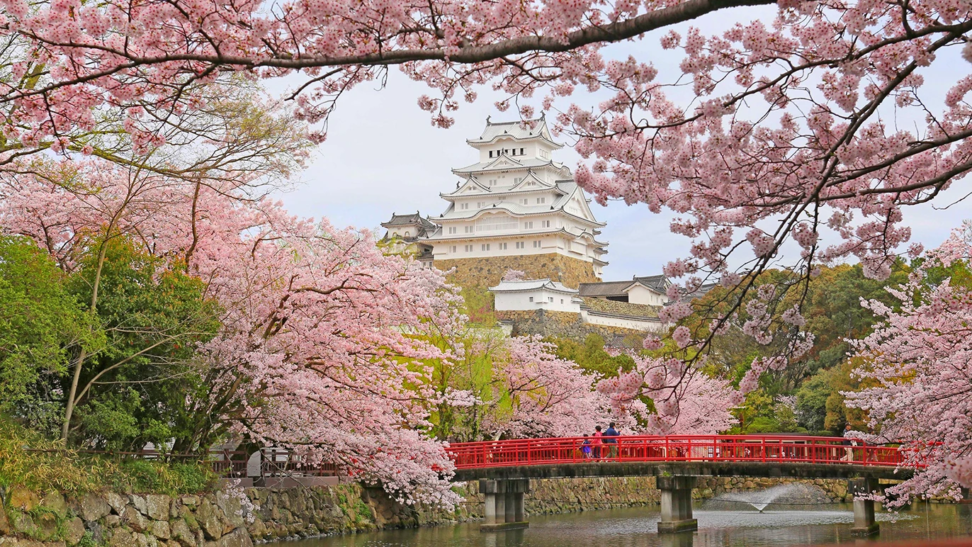 Himeji Castle, cherry blossoms