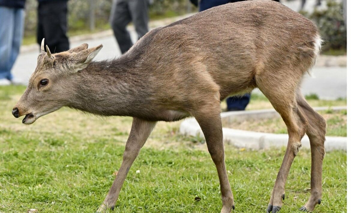 Deer spotted in central Osaka, fuels speculation of long travel