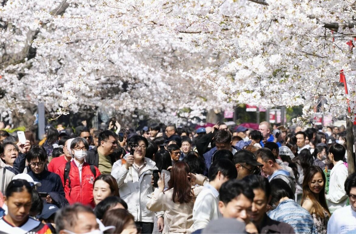 Cherry blossoms in full bloom in central Tokyo area