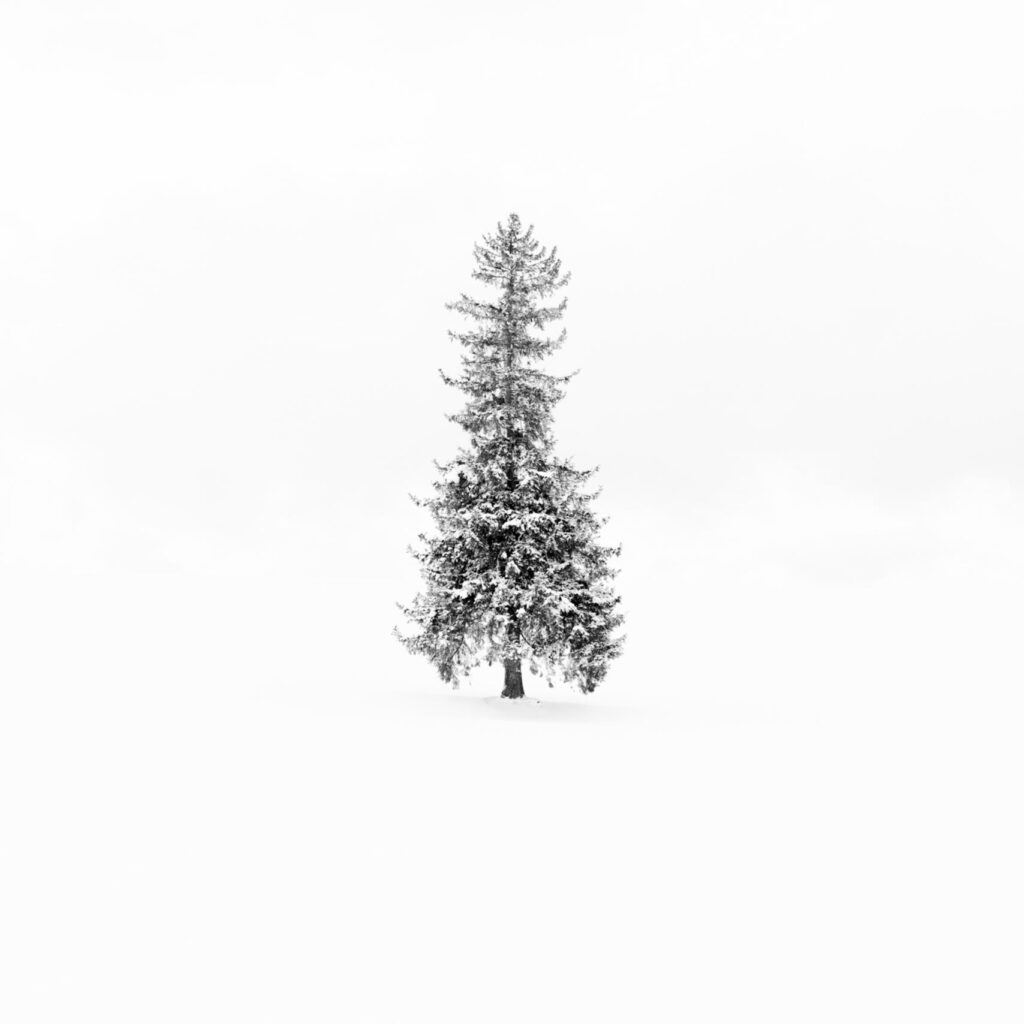 snowy christmas tree