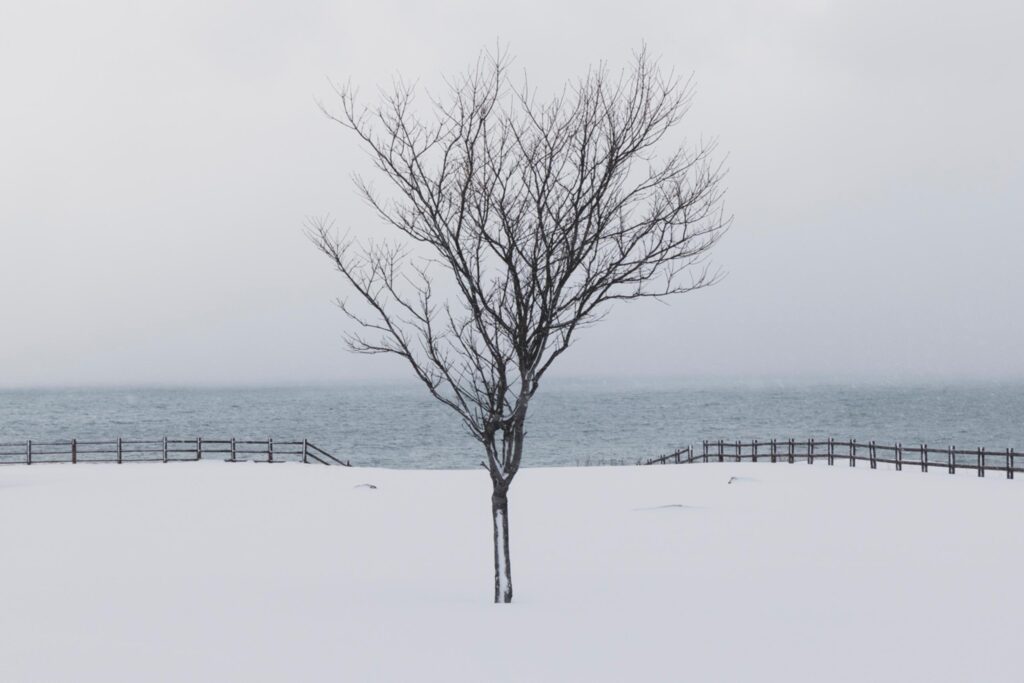 a single tree overlooks the Sea of Japan