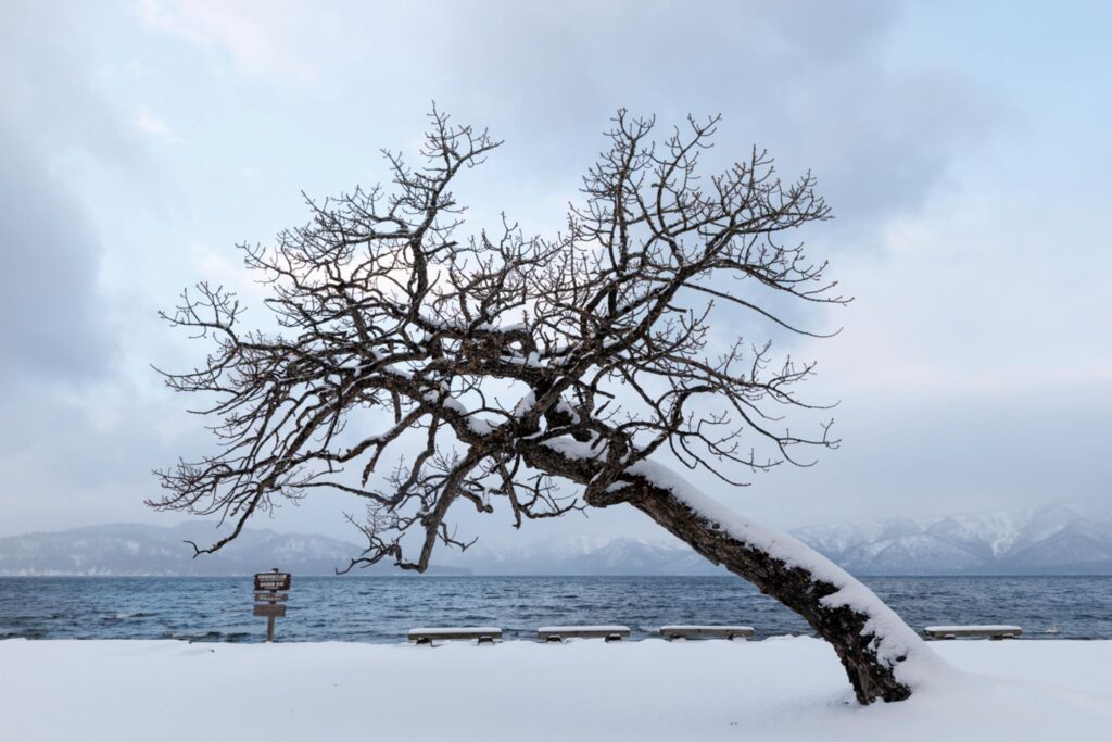a lone tree leans towards the winter horizon at sunrise in Sunaya