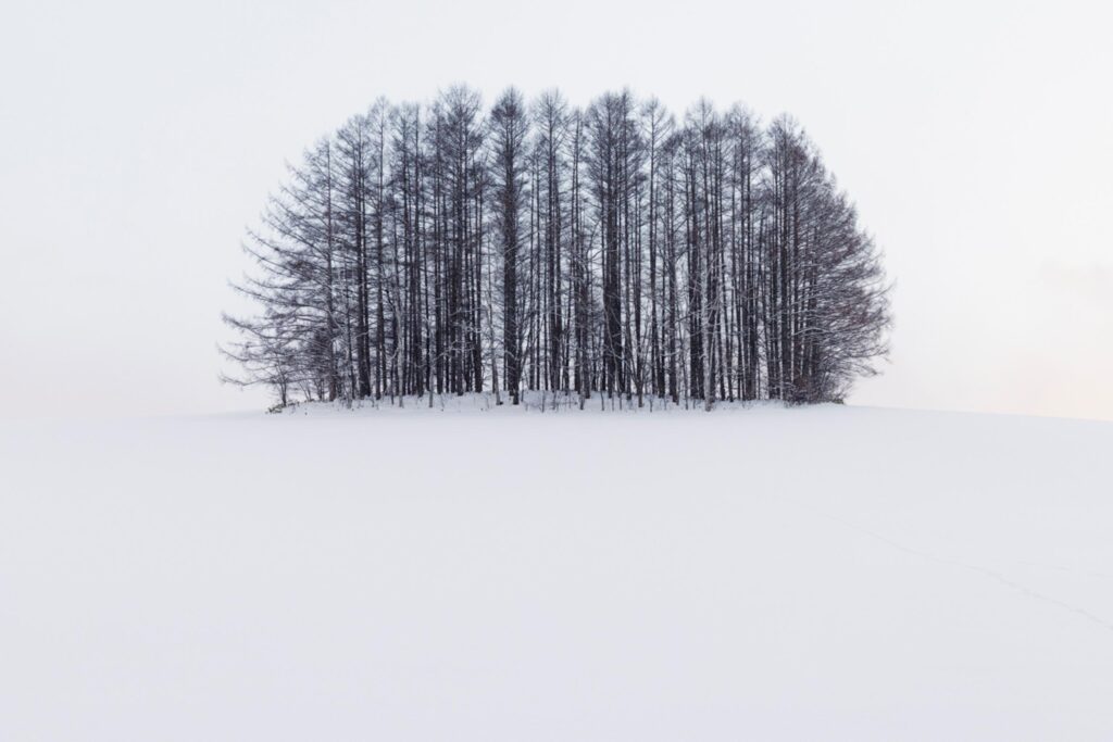 a cluster of larch trees