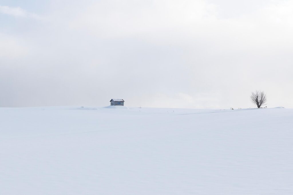a snowy day in japan showing a single shed and a tree